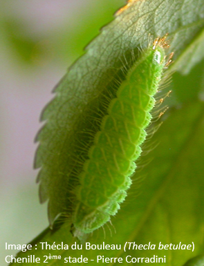 https://cdnfiles1.biolovision.net/www.faune-limousin.eu/userfiles/Papillon/1theclabetulaechenille2emestade.png