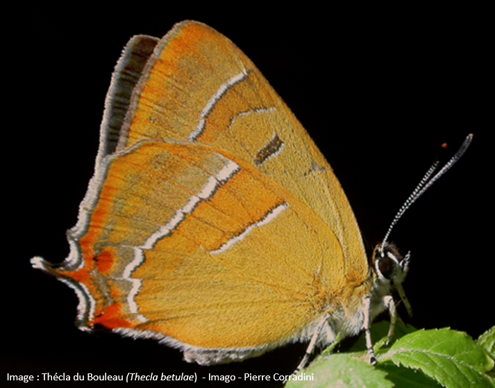 https://cdnfiles1.biolovision.net/www.faune-limousin.eu/userfiles/Papillon/2theclabetulaeimago.png