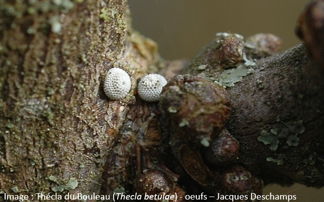 https://cdnfiles1.biolovision.net/www.faune-limousin.eu/userfiles/Papillon/3theclabetulaeoeuf1.png