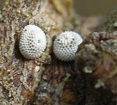 https://cdnfiles1.biolovision.net/www.faune-limousin.eu/userfiles/Papillon/4theclabetulaeoeuf2.png