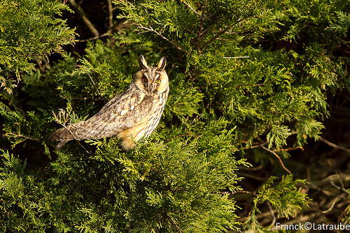 https://cdnfiles1.biolovision.net/www.faune-loire-atlantique.org/userfiles/8533987271bdc4c58ba9.jpg