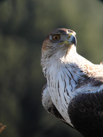 https://cdnfiles1.biolovision.net/www.faune-lr.org/userfiles/bonelli.jpg