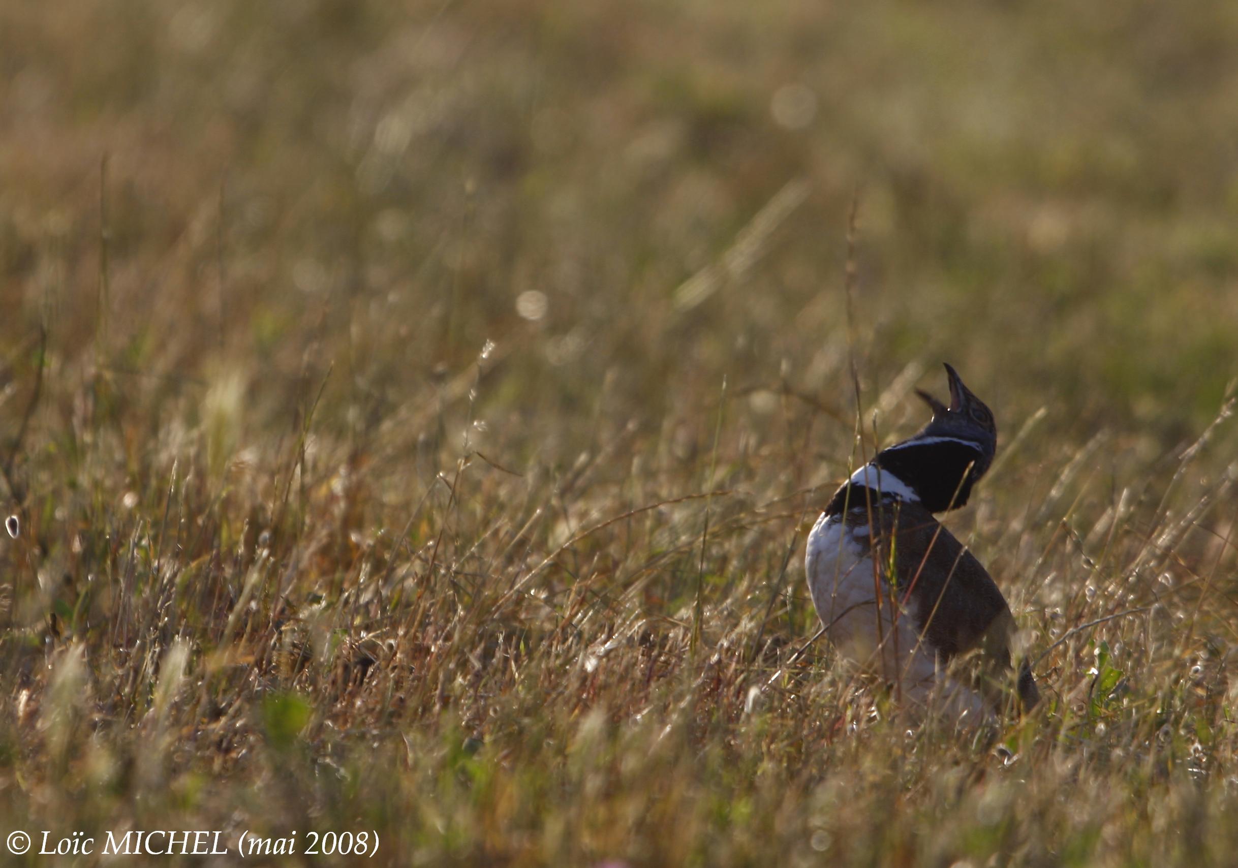 https://cdnfiles1.biolovision.net/www.faune-lr.org/userfiles/illustrionsMeridio/Photos/OutardecanepetireL.Michelmai2008.JPG
