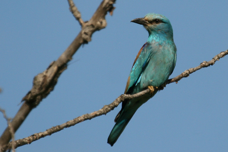 https://cdnfiles1.biolovision.net/www.faune-lr.org/userfiles/rollier.jpg