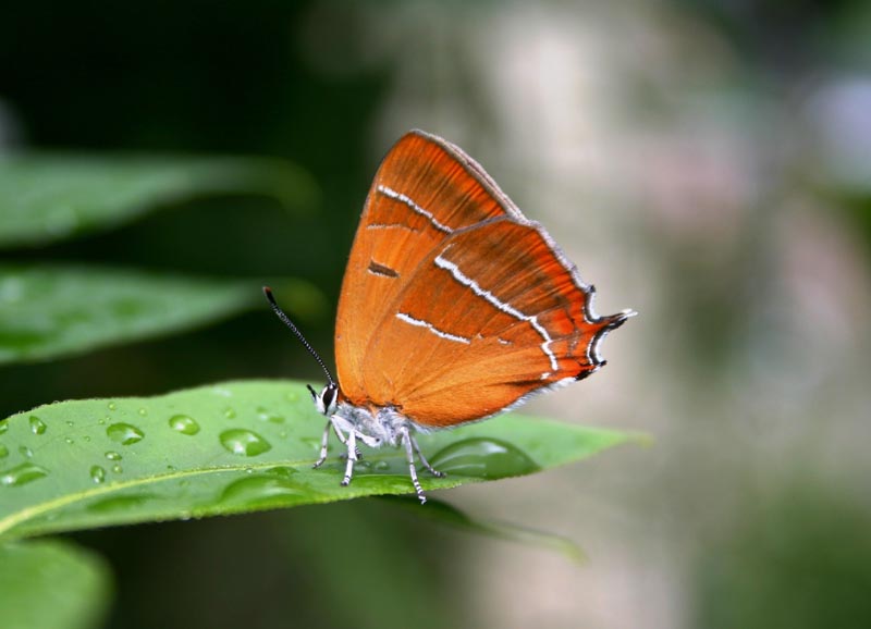 https://cdnfiles1.biolovision.net/www.faune-maine.org/userfiles/DaniellandemaineThclabouleau3.JPG