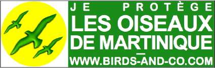 https://cdnfiles1.biolovision.net/www.faune-martinique.org/userfiles/Sticker425.jpg
