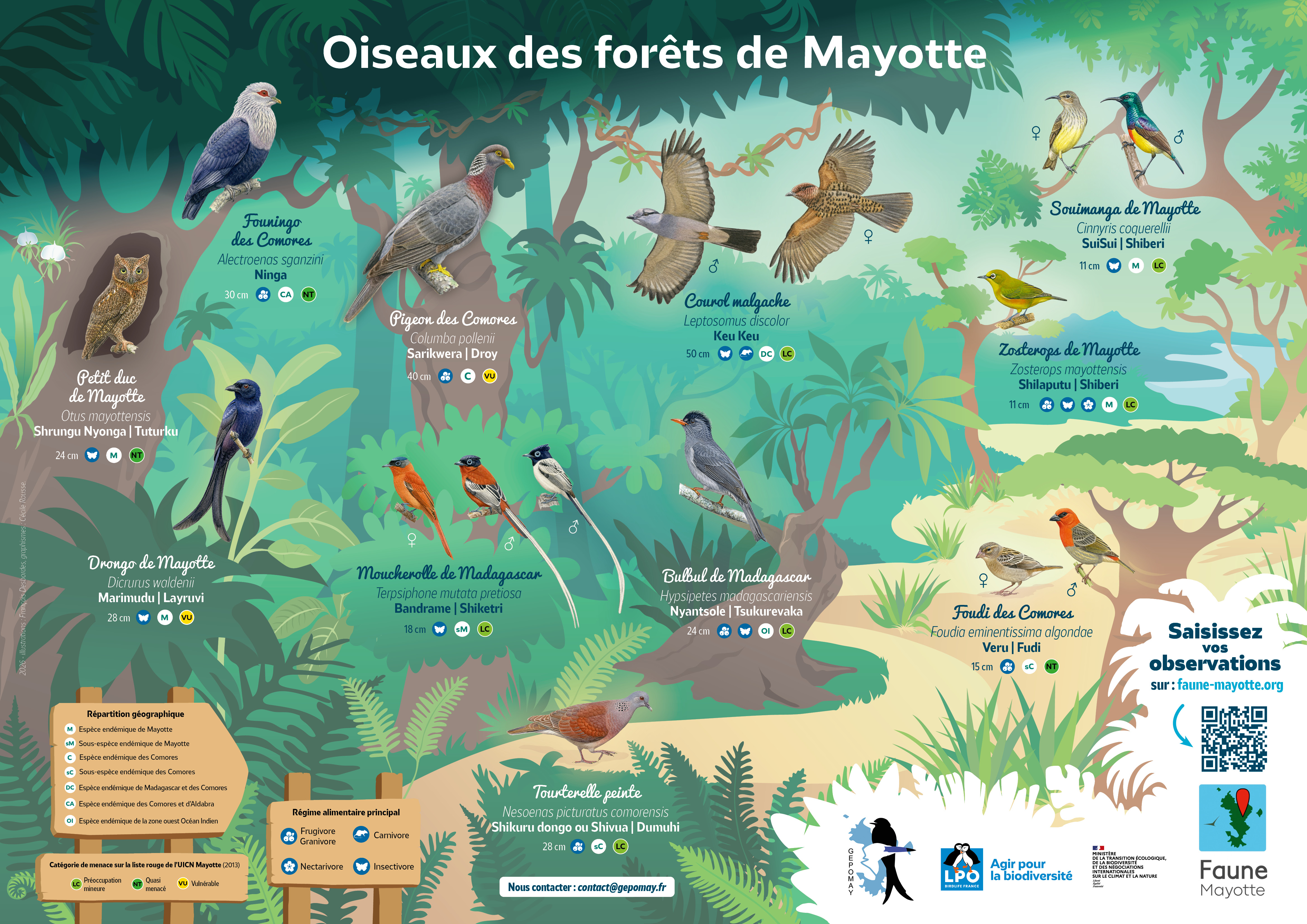 https://cdnfiles1.biolovision.net/www.faune-mayotte.org/userfiles/Articlesmensuels/PosterdesOiseaux/POSTEROiseauxForetsMayotte.jpg