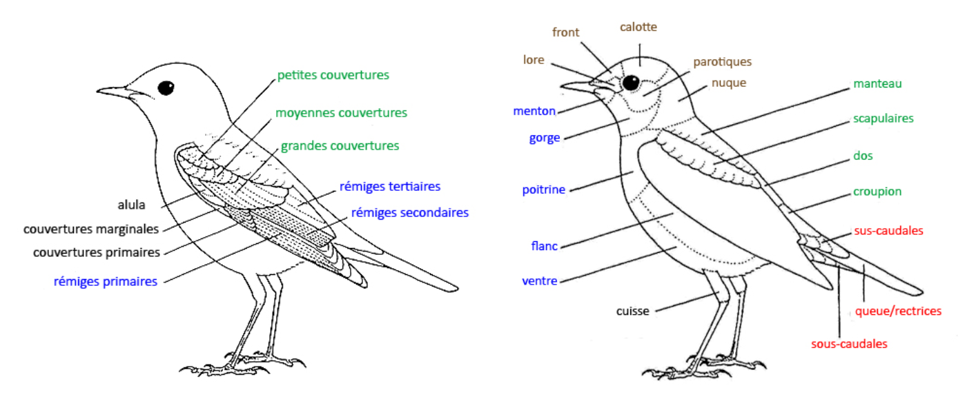 https://cdnfiles1.biolovision.net/www.faune-mayotte.org/userfiles/schmatopographieoiseaux.png