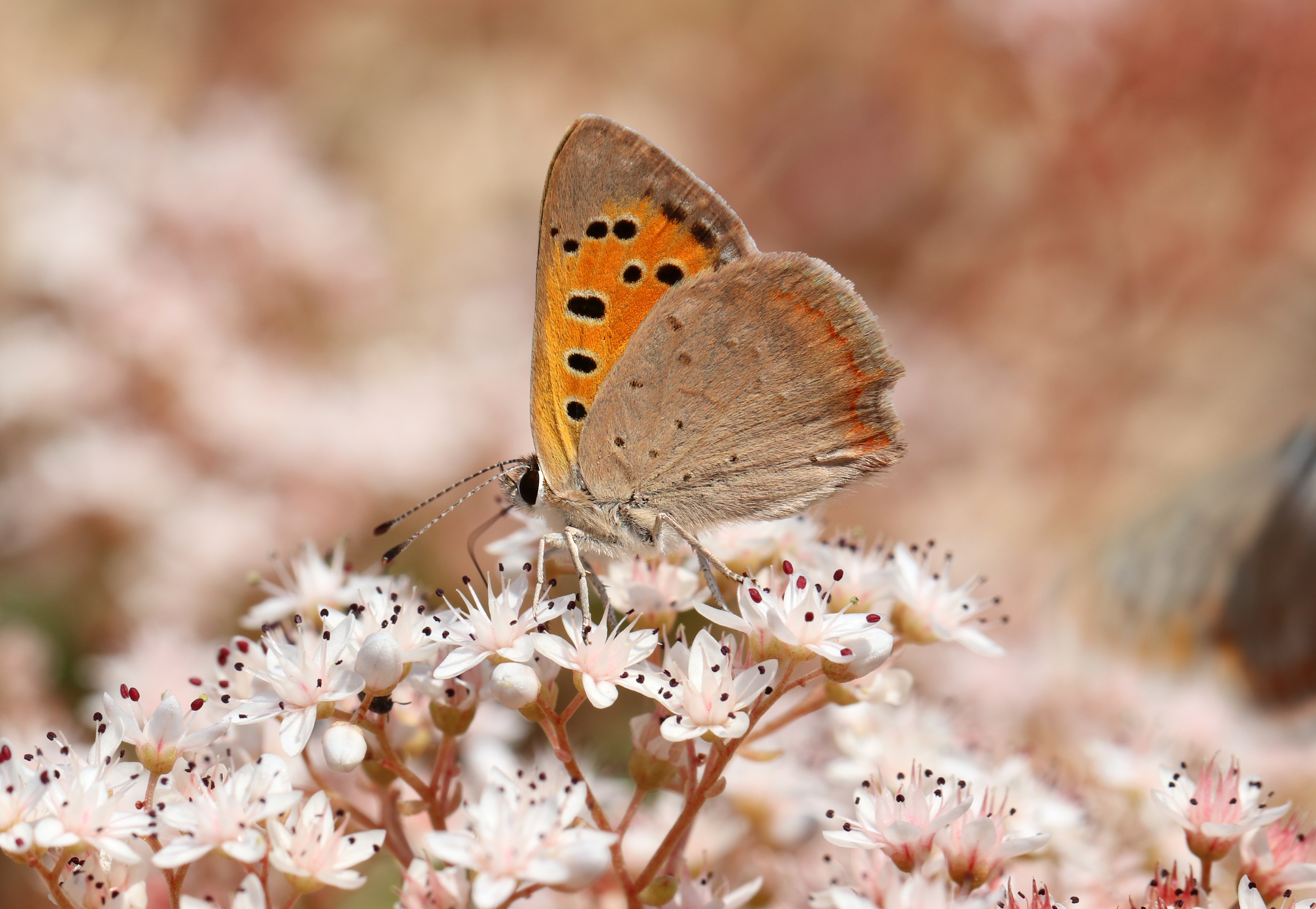 Cuivré commun © Marion FOUCHARD