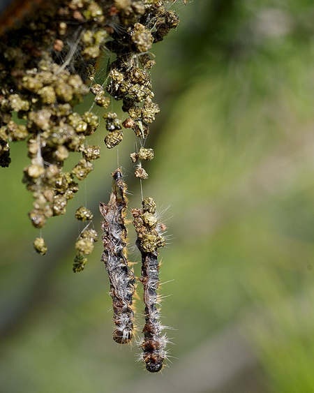 https://cdnfiles1.biolovision.net/www.faune-paca.org/userfiles/Htrocres/1555-4256470-7663.jpg