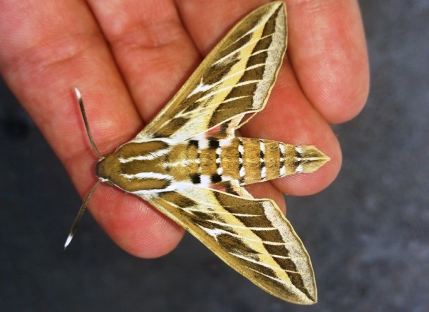 https://cdnfiles1.biolovision.net/www.faune-paca.org/userfiles/Htrocres/31-3921803-5863.jpg