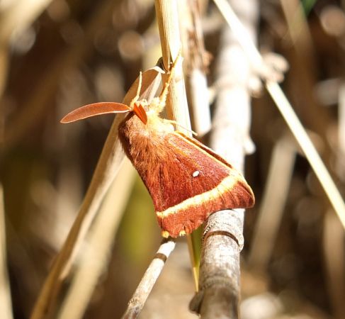 https://cdnfiles1.biolovision.net/www.faune-paca.org/userfiles/Htrocres/33-4055500-3191.jpg