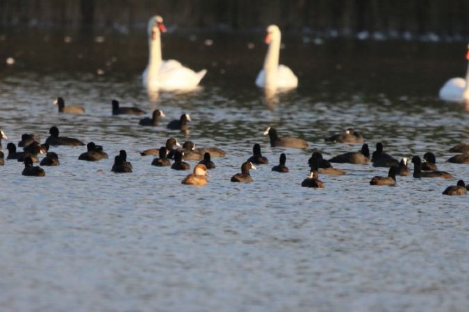 https://cdnfiles1.biolovision.net/www.faune-paca.org/userfiles/MonDossier/Wetlands/nettefoulquecygneFranoisMzenge.jpg