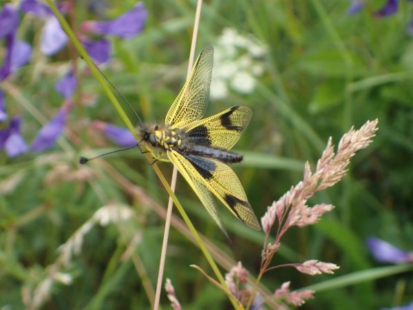 https://cdnfiles1.biolovision.net/www.faune-paca.org/userfiles/Nevropteres/AscalapheambrMariegeorgeserie.jpg