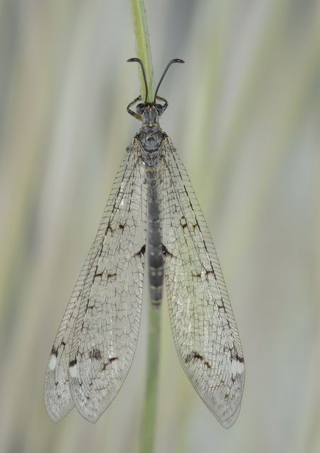 https://cdnfiles1.biolovision.net/www.faune-paca.org/userfiles/Nevropteres/FourmilionlongicorneJean-michelBompar.jpg