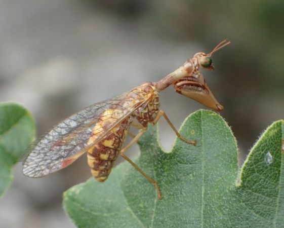 https://cdnfiles1.biolovision.net/www.faune-paca.org/userfiles/Nevropteres/MantispecommunMarie-georgeserie.jpg