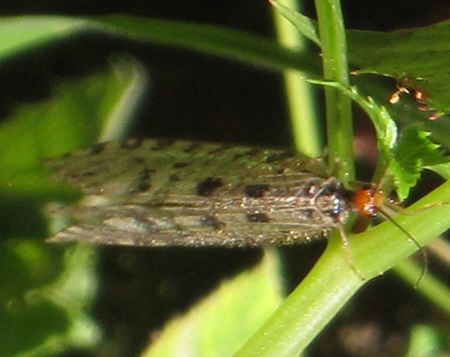 https://cdnfiles1.biolovision.net/www.faune-paca.org/userfiles/Nevropteres/Osmylusfulvicephalusauteurnondiffusdonneeprotegee.jpg