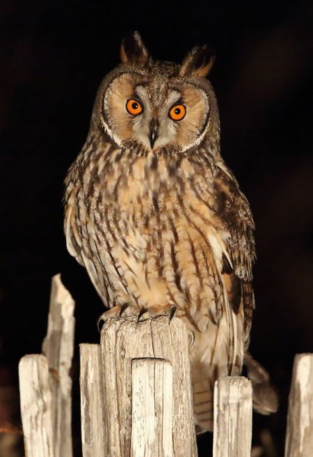 https://cdnfiles1.biolovision.net/www.faune-paca.org/userfiles/Rapacesnocturnes/1331-2332094-7740.jpg