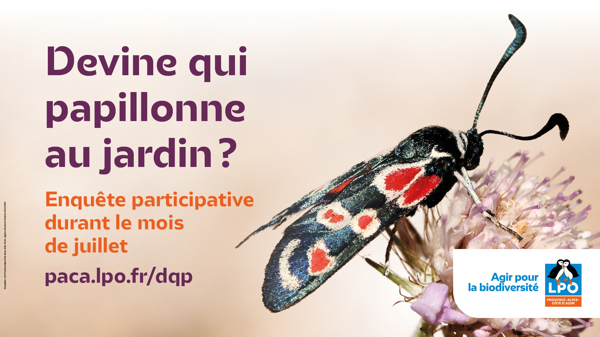 https://cdnfiles1.biolovision.net/www.faune-paca.org/userfiles/Rhopalo/30juilletbannire.jpg