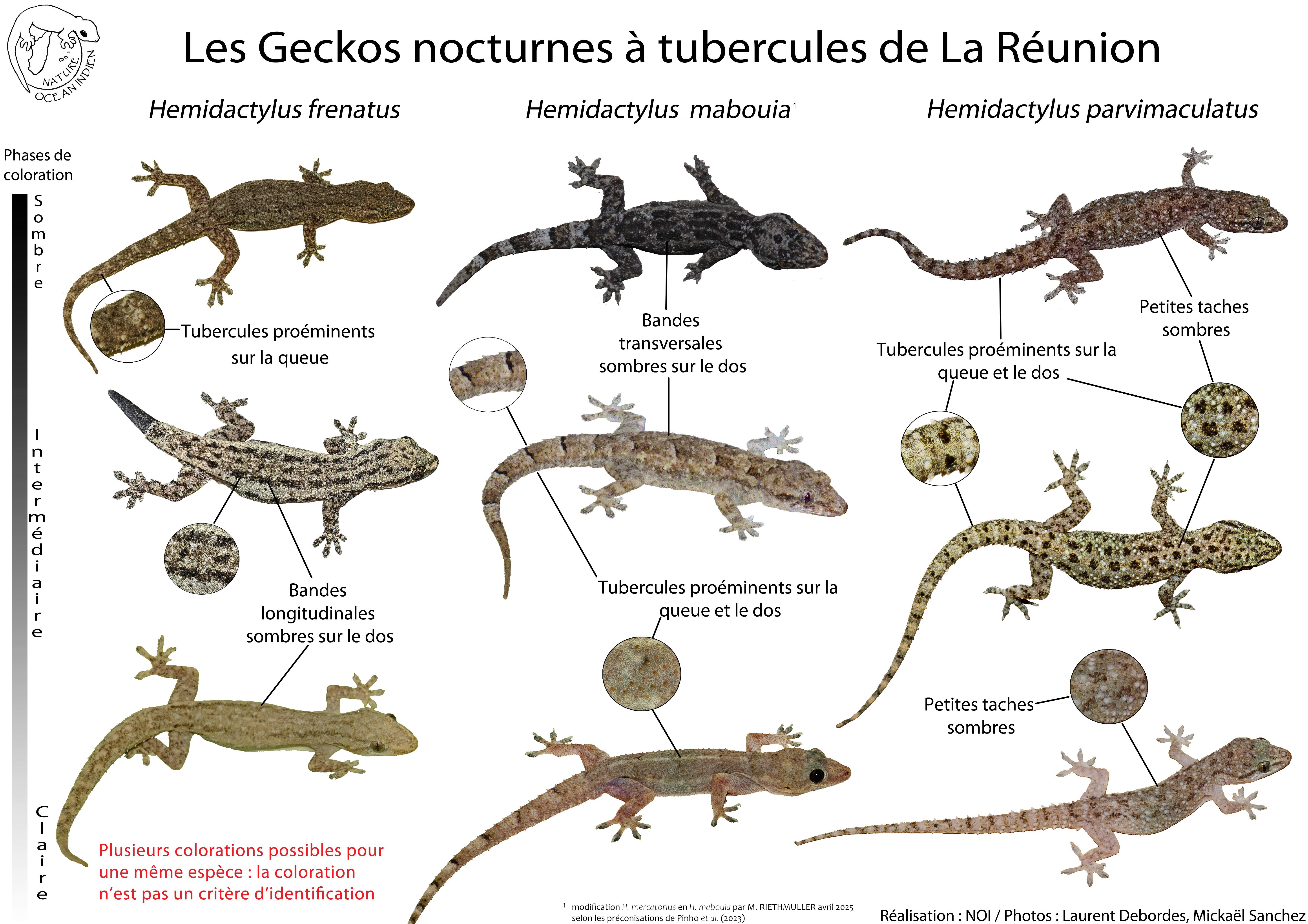 https://cdnfiles1.biolovision.net/www.faune-reunion.fr/userfiles/NOI/200414hemidactylesmodifMR042025.jpg
