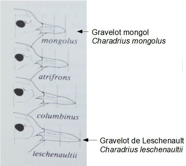 Longueur bec
