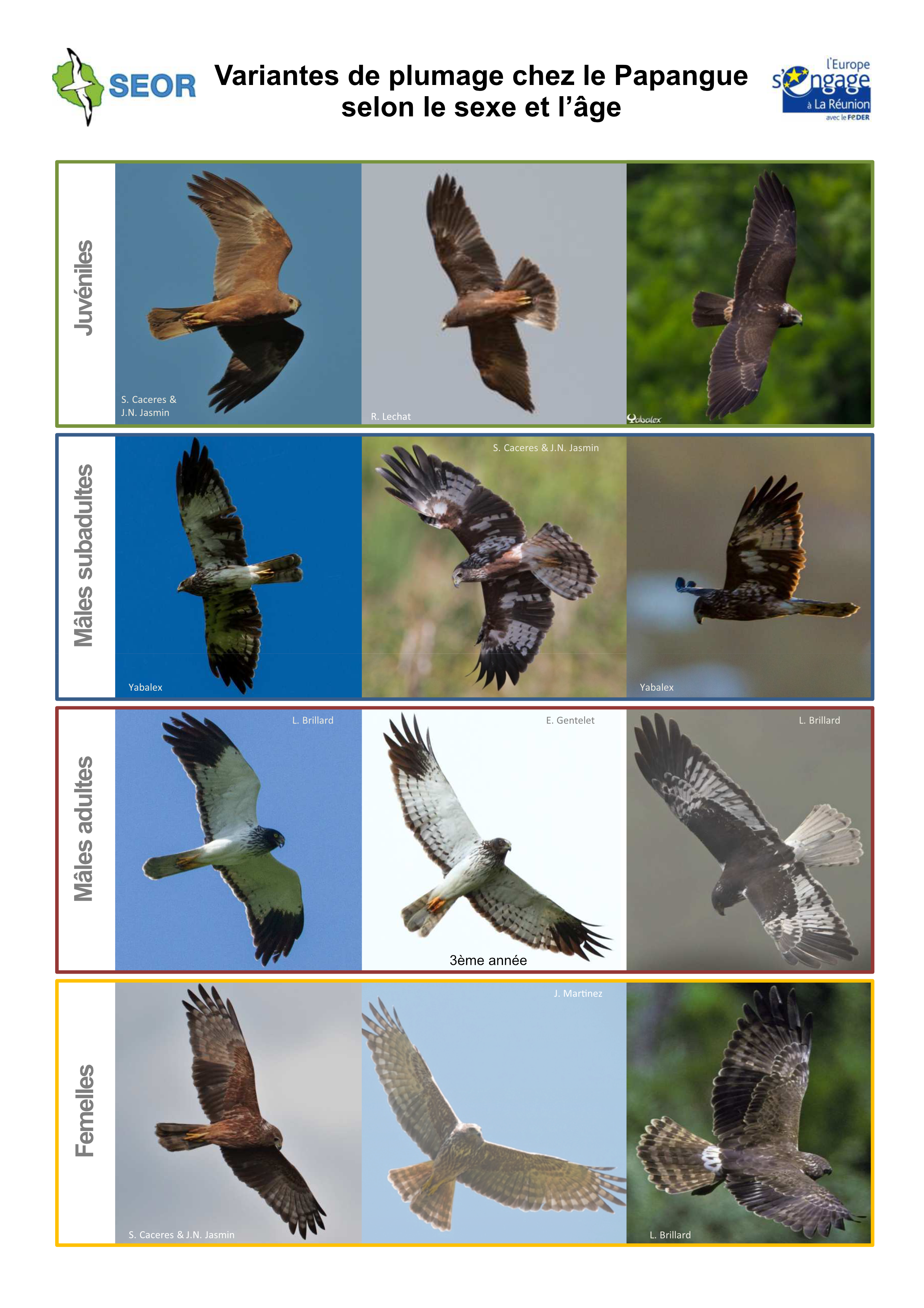 https://cdnfiles1.biolovision.net/www.faune-reunion.fr/userfiles/lecoindunaturaliste/PlancheplumagecomportementsPapangues1.png