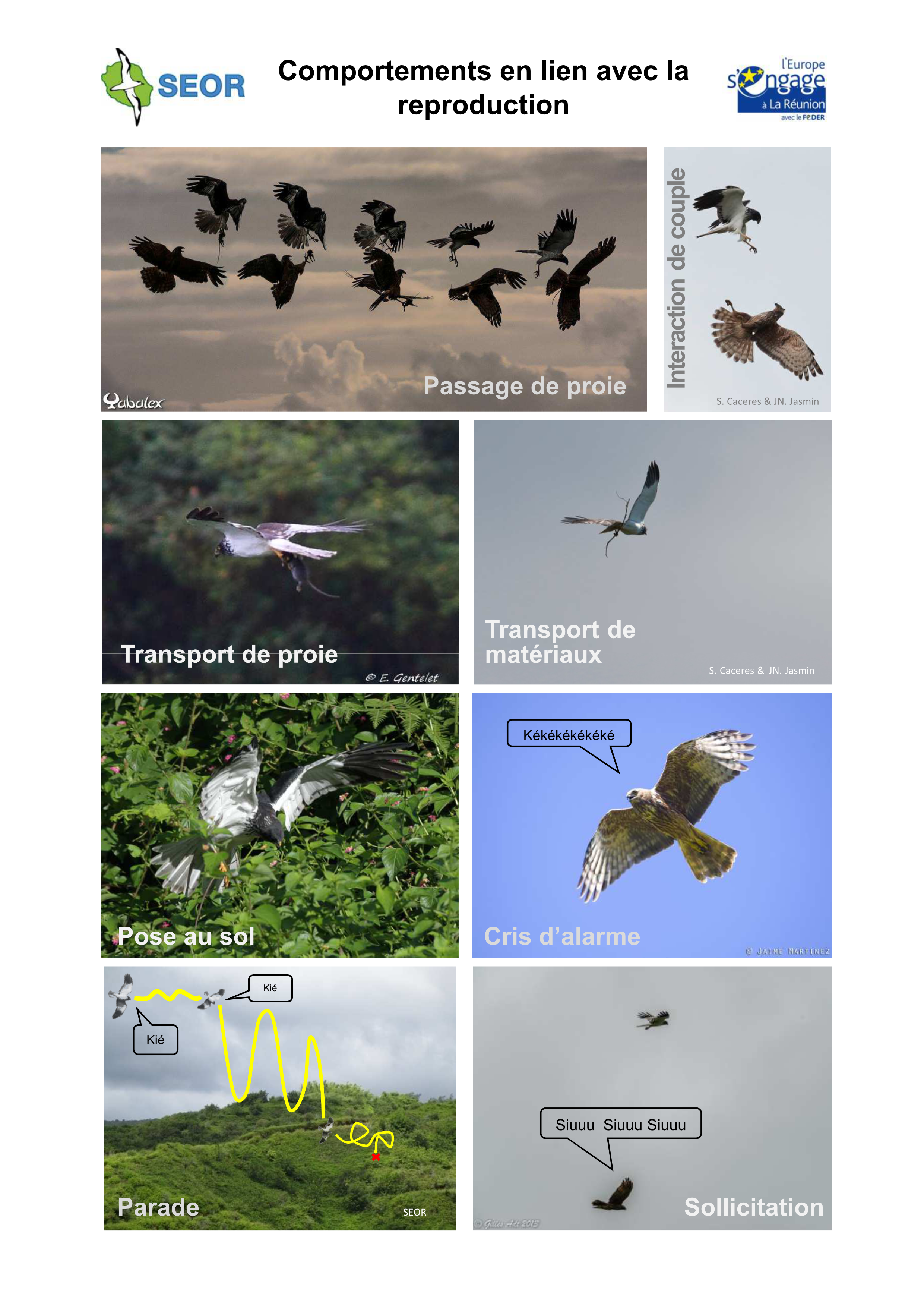 https://cdnfiles1.biolovision.net/www.faune-reunion.fr/userfiles/lecoindunaturaliste/PlancheplumagecomportementsPapangues2.png