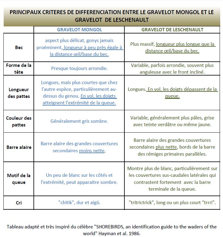 https://cdnfiles1.biolovision.net/www.faune-reunion.fr/userfiles/lecoindunaturaliste/tableaugravelots.JPG