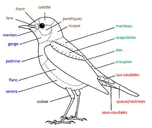 https://cdnfiles1.biolovision.net/www.faune-reunion.fr/userfiles/lecoindunaturaliste/topo2oiseaucopy.jpg