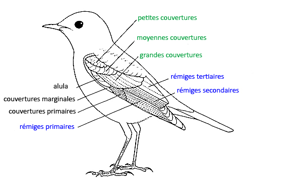 https://cdnfiles1.biolovision.net/www.faune-reunion.fr/userfiles/lecoindunaturaliste/topooiseau.jpg
