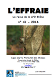 Effraie n°41