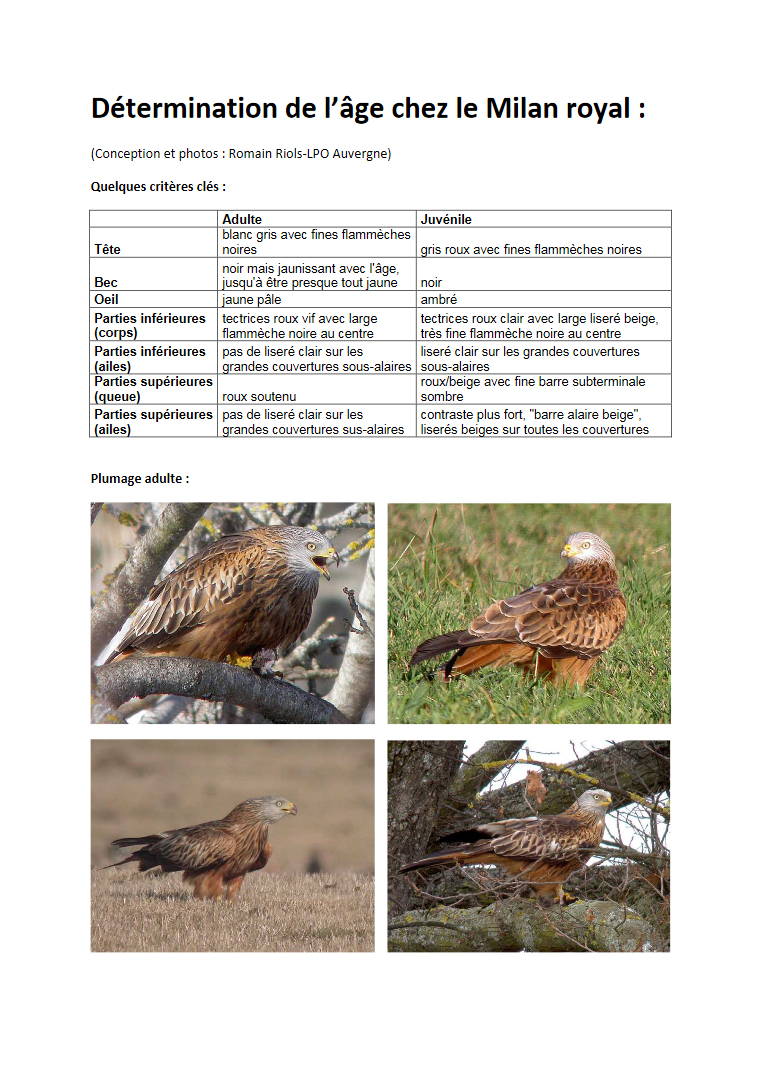 https://cdnfiles1.biolovision.net/www.faune-tarn-aveyron.org/userfiles/pagemilanroyal1.jpg