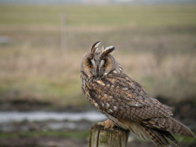 https://cdnfiles1.biolovision.net/www.faune-vendee.org/userfiles/Photos/MoyenDucJS.JPG