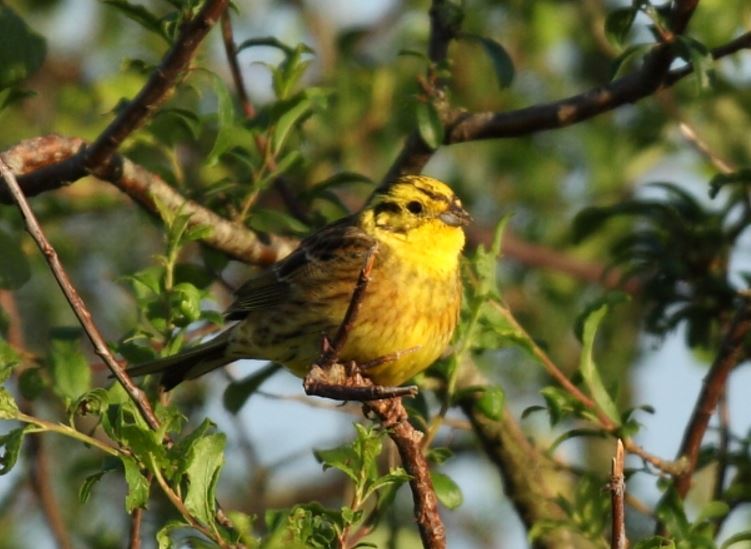 https://cdnfiles1.biolovision.net/www.faune-vendee.org/userfiles/Photos/bjaune.JPG