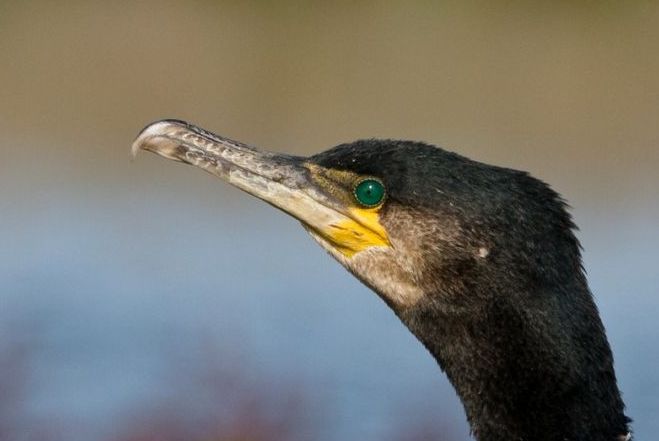 https://cdnfiles1.biolovision.net/www.faune-vendee.org/userfiles/Photos/cormoranrobard.JPG