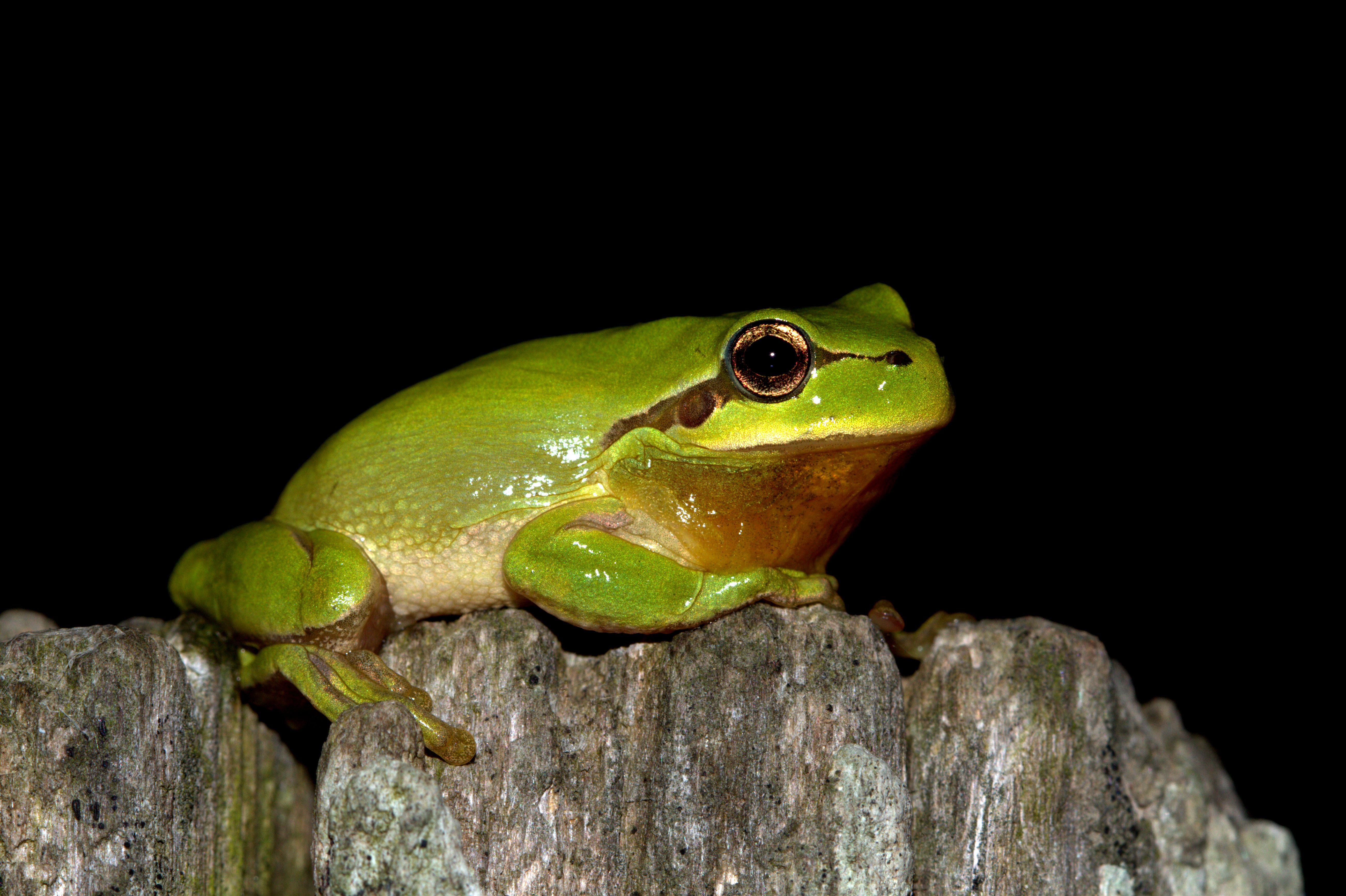 https://cdnfiles1.biolovision.net/www.faune-vendee.org/userfiles/Photos/rainettemridionalejuliensudraud.jpg