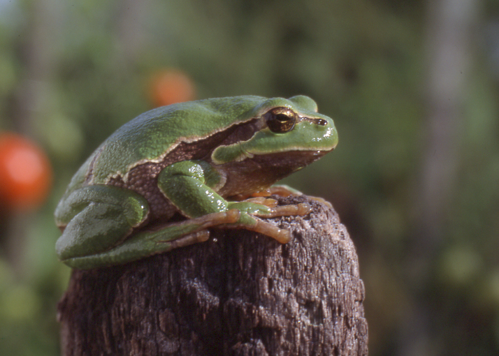https://cdnfiles1.biolovision.net/www.faune-vendee.org/userfiles/RainetteFSig.jpg