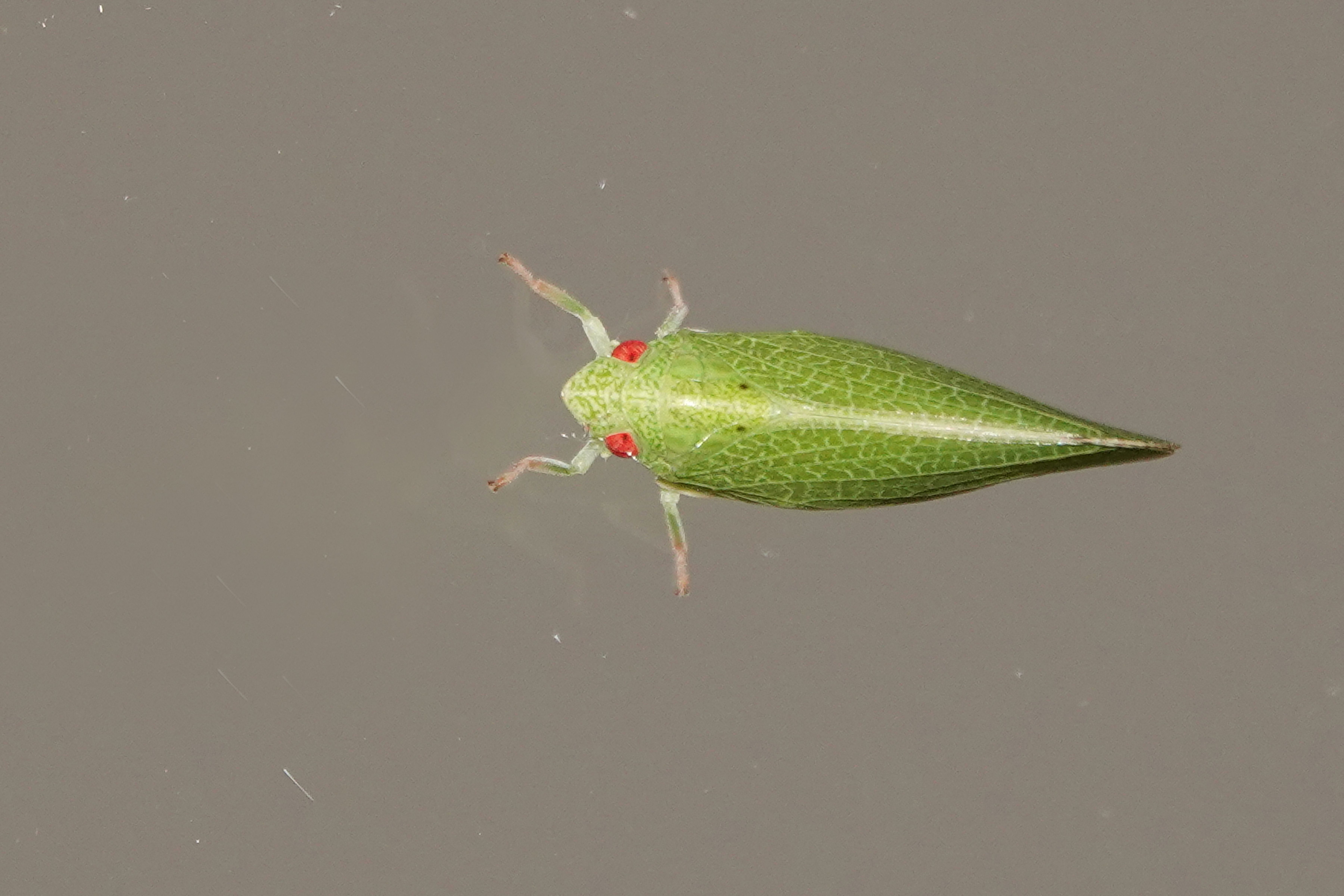 https://cdnfiles1.biolovision.net/www.faunegeneve.ch/userfiles/Acanaloniaconica-4539.jpg