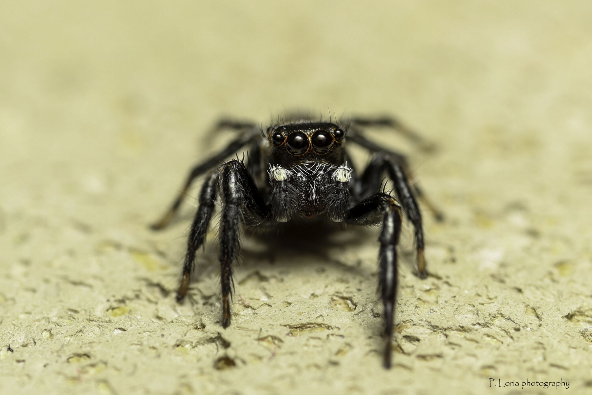 https://cdnfiles1.biolovision.net/www.faunegeneve.ch/userfiles/Araignees/1745495607057.jpeg
