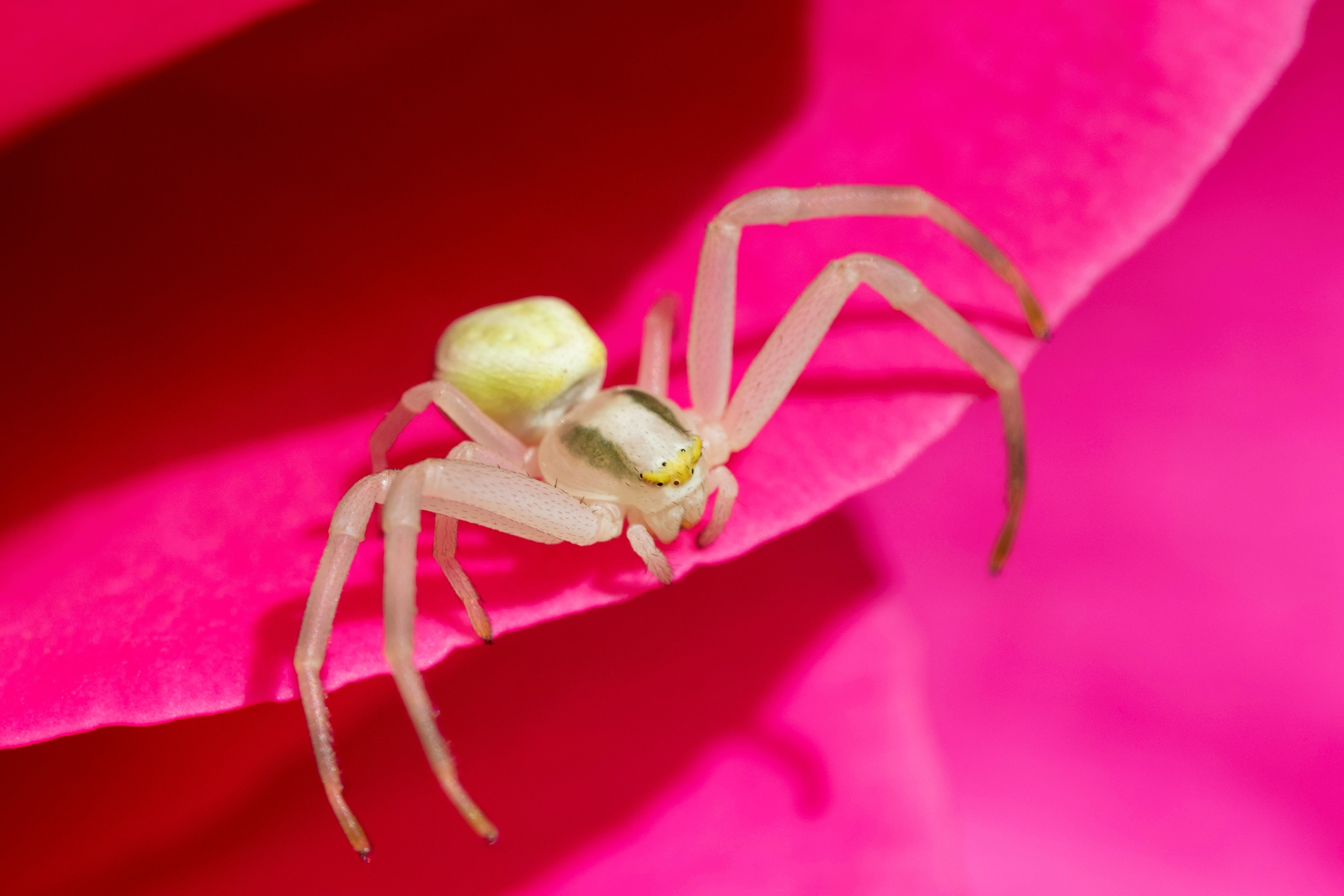 https://cdnfiles1.biolovision.net/www.faunegeneve.ch/userfiles/Araignees/Misumenavatia.jpg