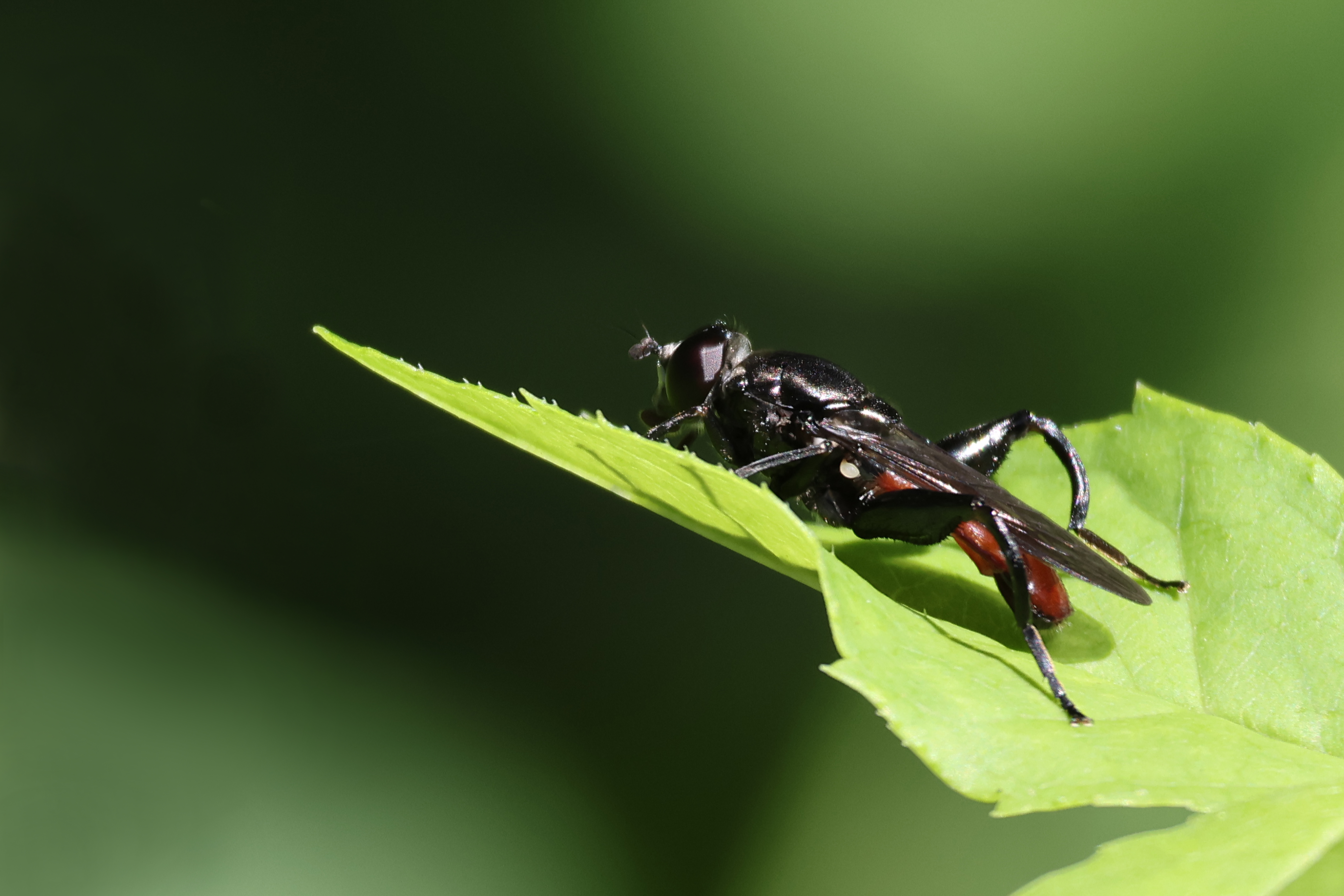 https://cdnfiles1.biolovision.net/www.faunegeneve.ch/userfiles/Dipteres/Figure1Chalcosyrphuspiger4769.jpg