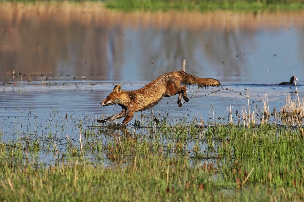 Renard roux - photo Manuel Ruedi