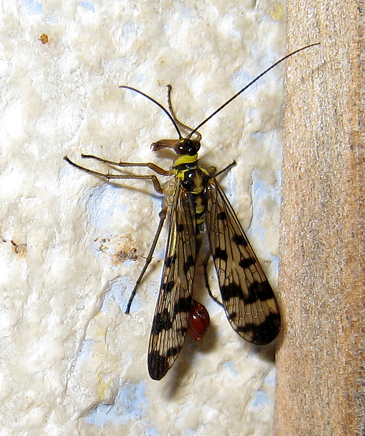 https://cdnfiles1.biolovision.net/www.faunegeneve.ch/userfiles/MonDossier/Mcoptres/2008.08.01Ecorans2.JPG