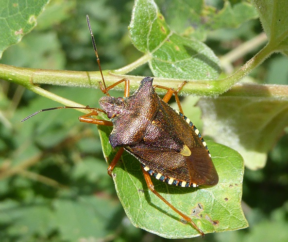 https://cdnfiles1.biolovision.net/www.faunegeneve.ch/userfiles/MonDossier/Punaises/PentatomarufipesKGurcel.jpg
