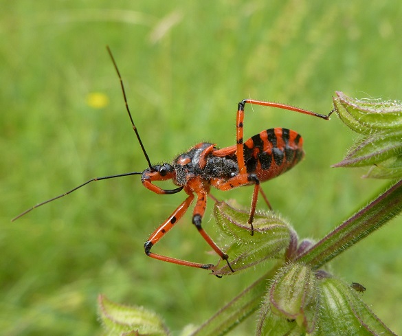 https://cdnfiles1.biolovision.net/www.faunegeneve.ch/userfiles/MonDossier/Punaises/RhynocorisiracundusKGurcel.jpg