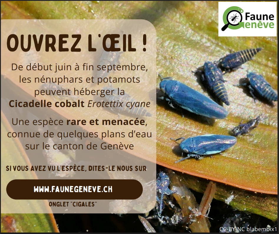 https://cdnfiles1.biolovision.net/www.faunegeneve.ch/userfiles/MonDossier/cobalt.png
