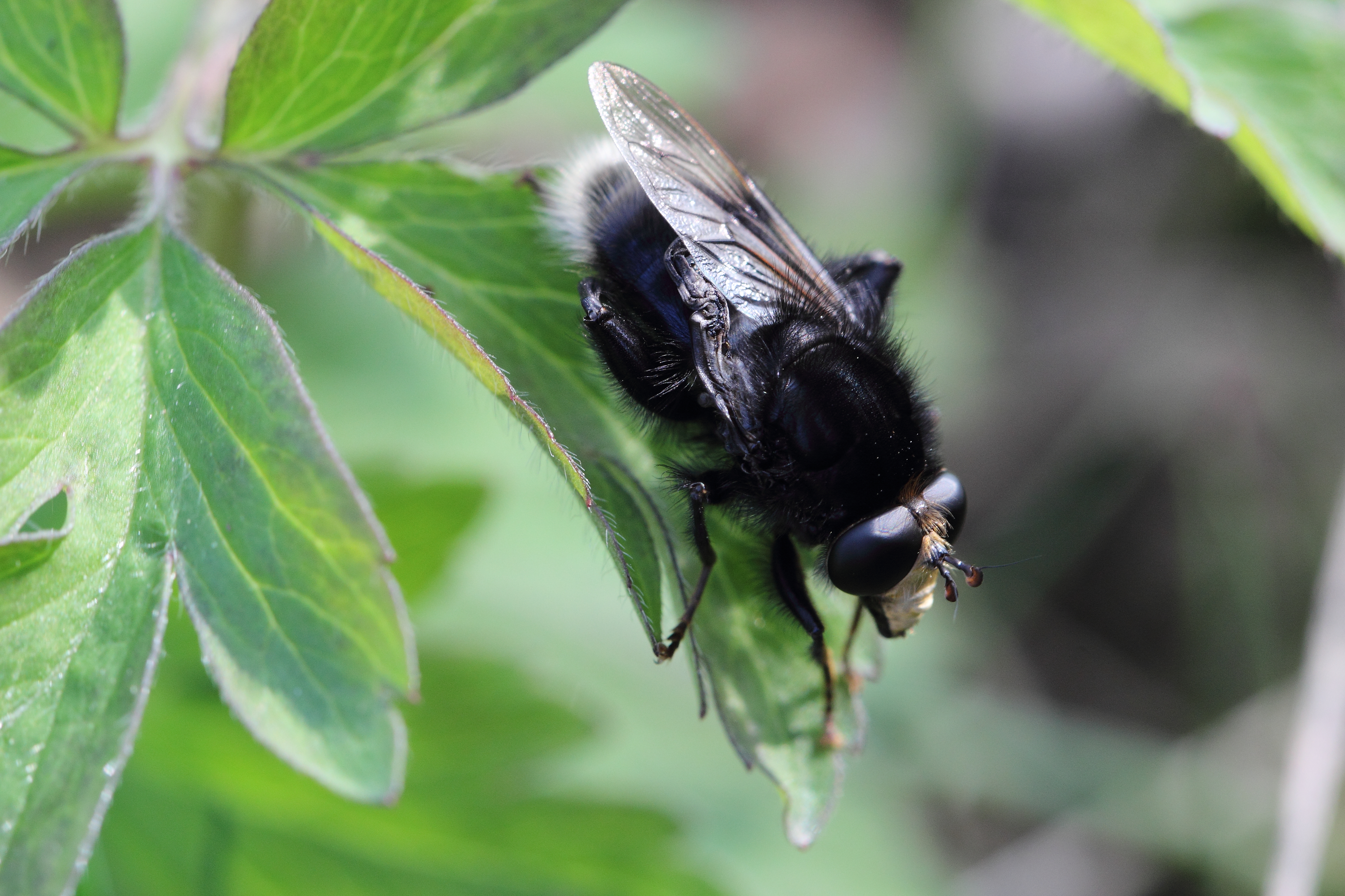 https://cdnfiles1.biolovision.net/www.faunegeneve.ch/userfiles/MonDossier/mouches/Merodon.jpg