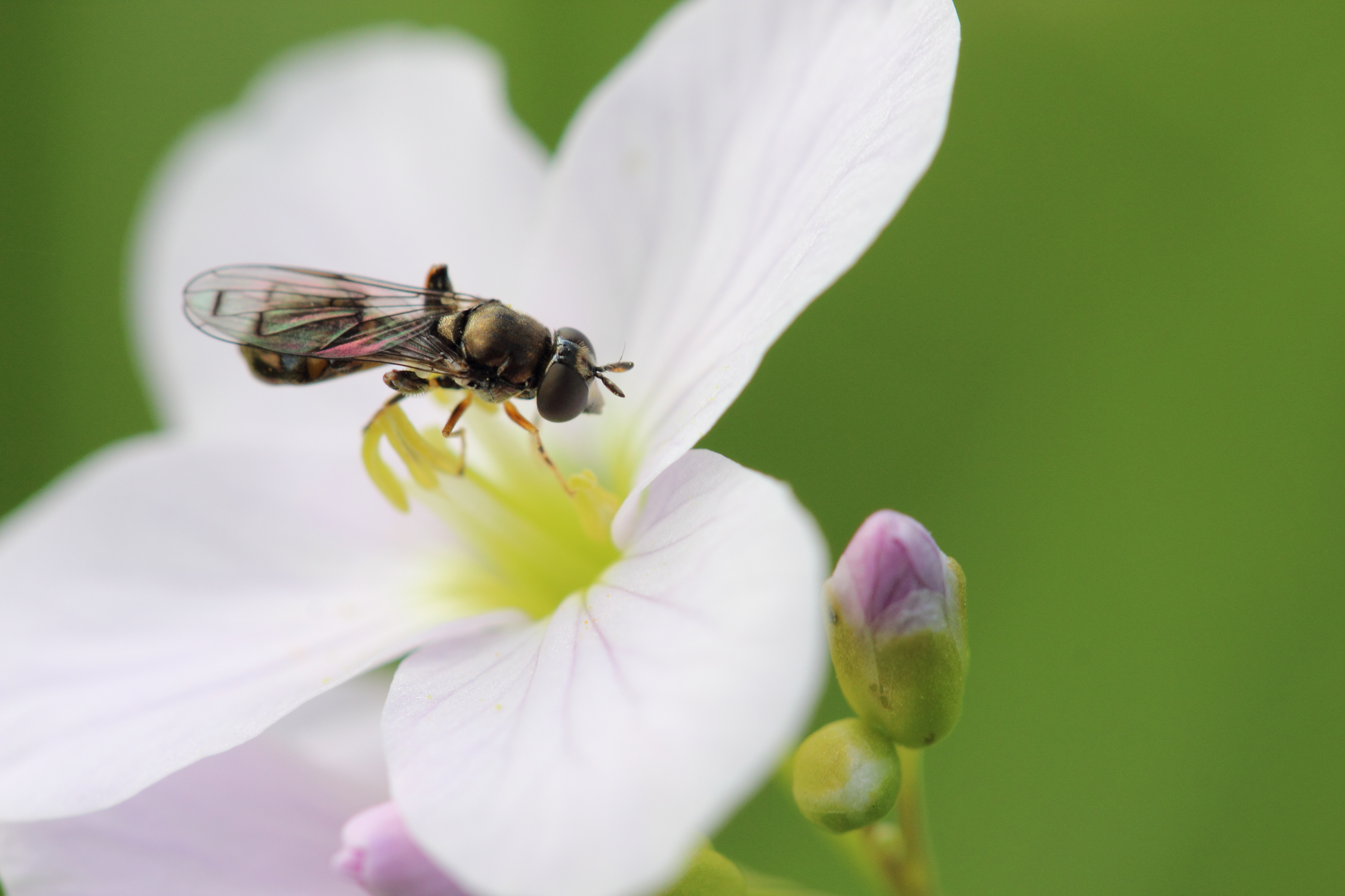 https://cdnfiles1.biolovision.net/www.faunegeneve.ch/userfiles/MonDossier/mouches/Neoascia.jpg