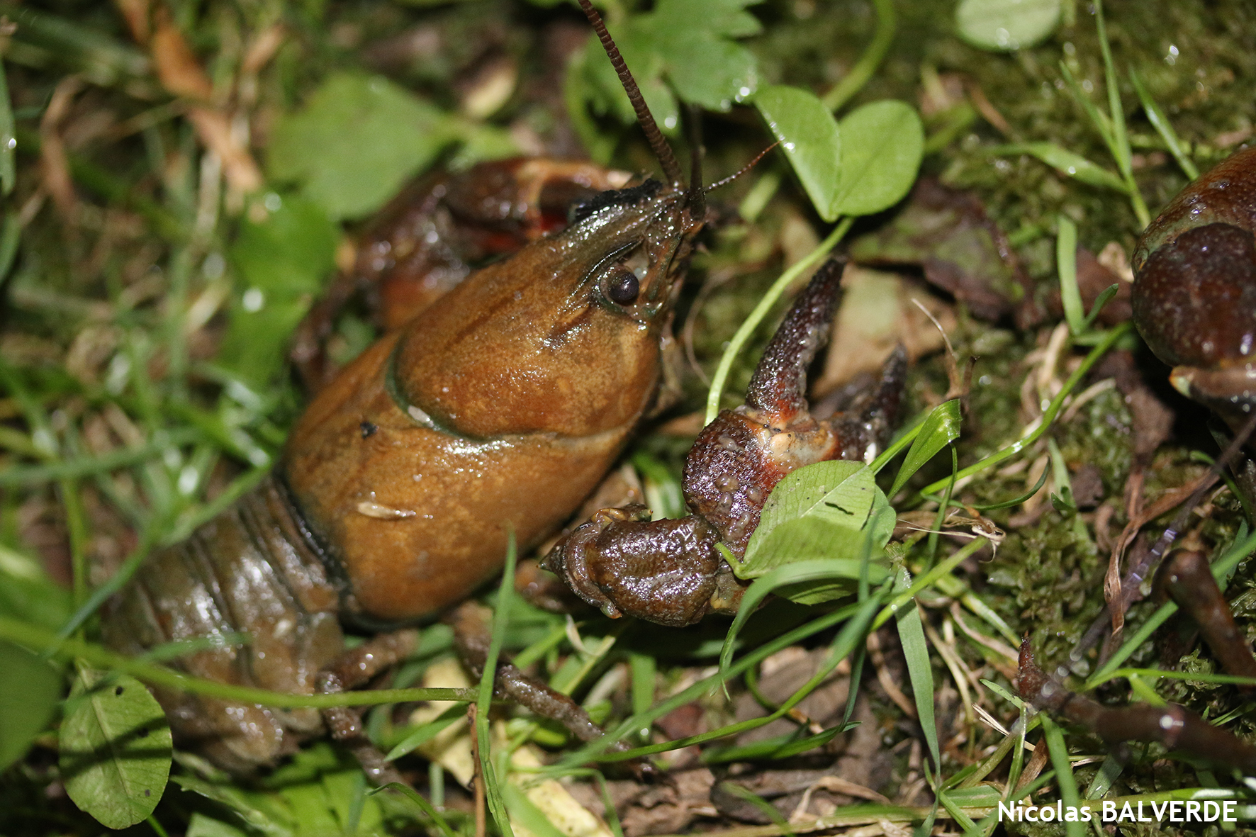 https://cdnfiles1.biolovision.net/www.faunegeneve.ch/userfiles/ecrevisses/Ecrevissesignal-NicolasBALVERDE.JPG