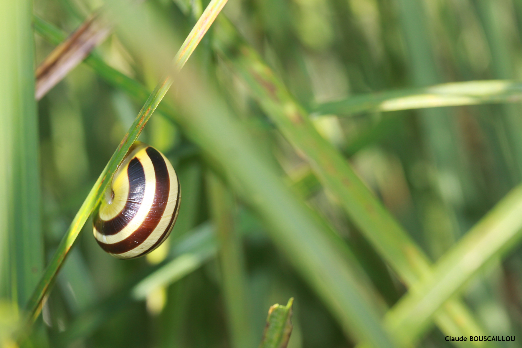 https://cdnfiles1.biolovision.net/www.faunegeneve.ch/userfiles/gasteros/Escargotdesjardins-Cepaeahortensis.jpg